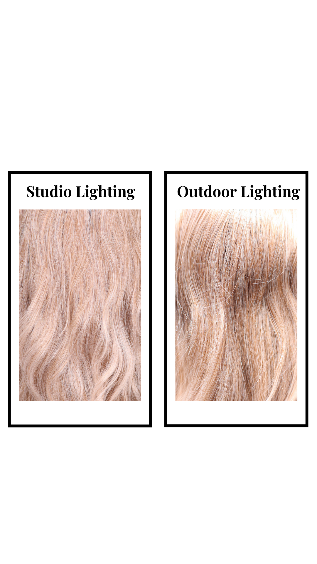 ***Blondechell (Apricot)