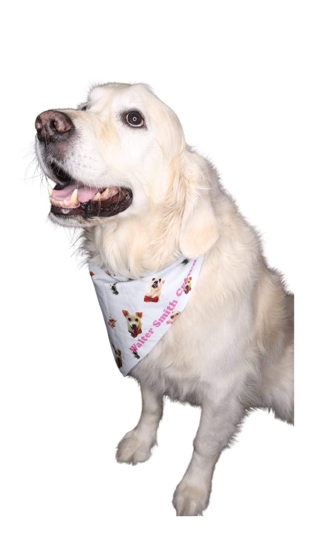 Walter Smith Crowns Pet Bandana